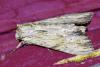 Apamea lithoxylaea